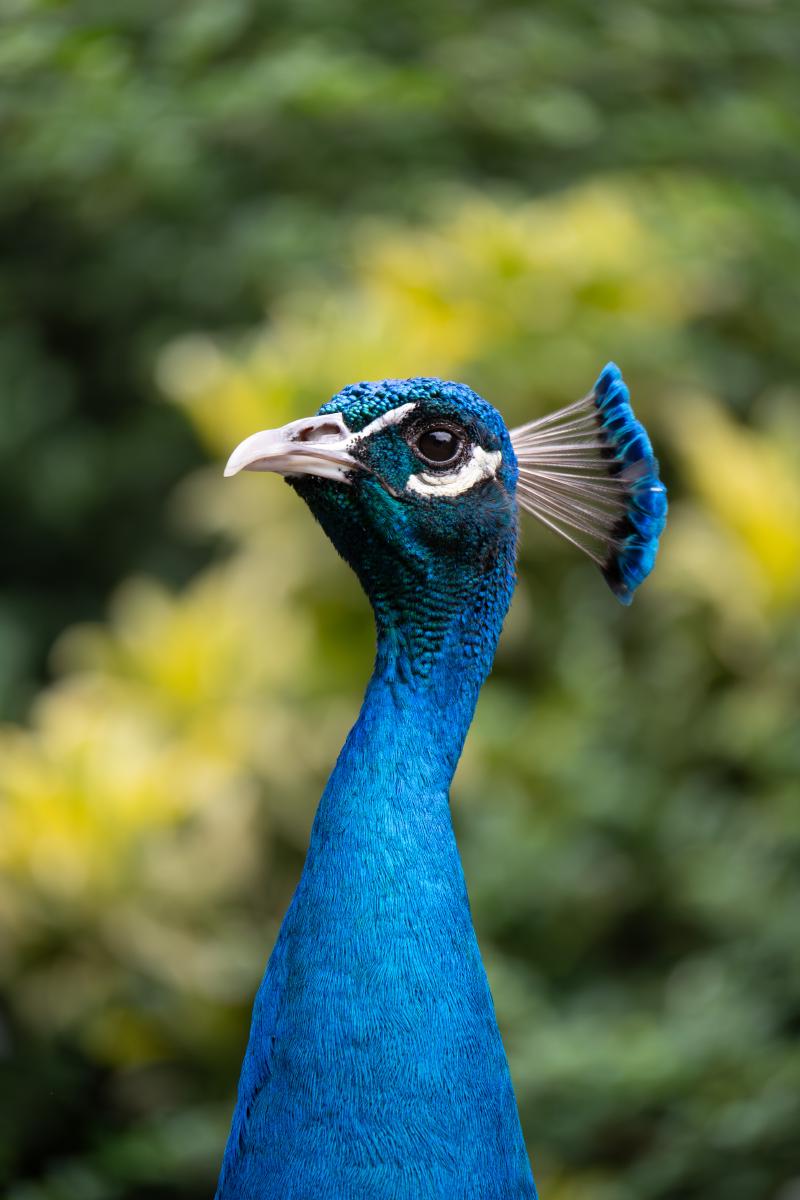 peacock.jpg